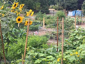 Community Garden